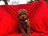 Red Brown Toy Poodle