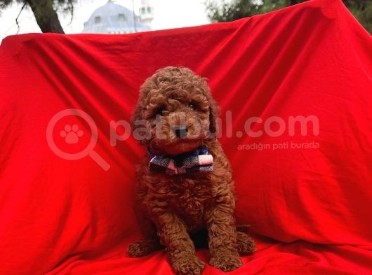 Red Brown Toy Poodle görsel