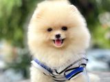 Pomeranian Boo Teddy Bear Ayı Surat Yavrularımız