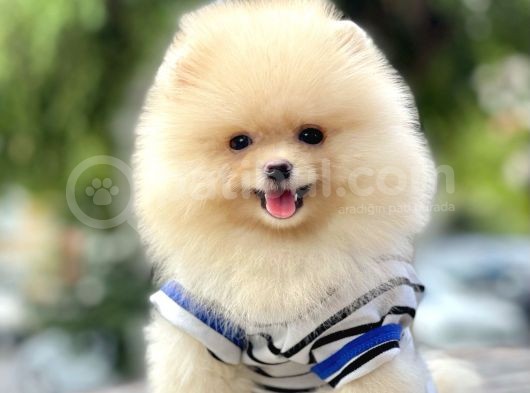 Pomeranian Boo Teddy Bear Ayı Surat Yavrularımız