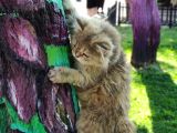 Bri̇ti̇sh Shortai̇r Golden Tabby Di̇şi̇ 4 Aylık