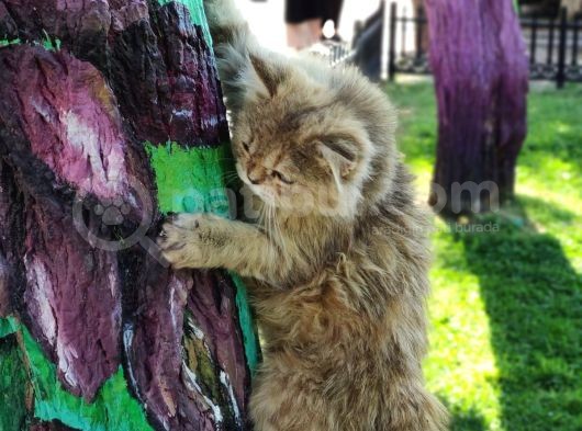 Bri̇ti̇sh Shortai̇r Golden Tabby Di̇şi̇ 4 Aylık görsel