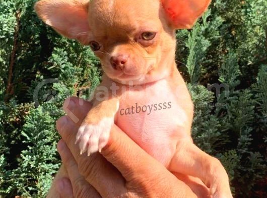 Elma Kafa Kızıl Renk Chihuahua Erkek Yavrumuz görsel