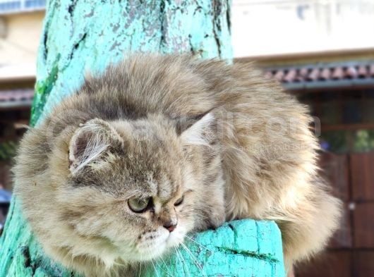 Bri̇ti̇sh Shortai̇r Golden Tabby Di̇şi̇ 4 Aylık görsel