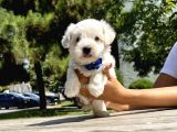 Maltese Terrier Mini Kar Beyaz Yavrularımız