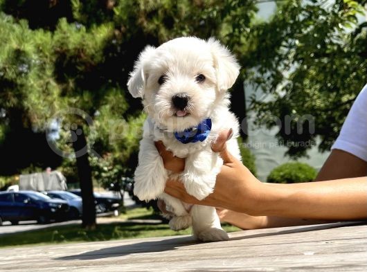 Maltese Terrier Mini Kar Beyaz Yavrularımız görsel
