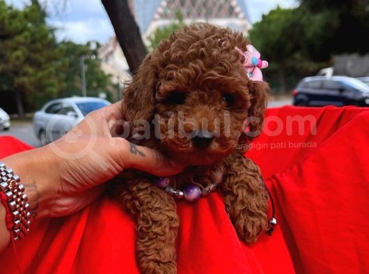 Toy Poodle Red Brown Safkan Yavrularımız