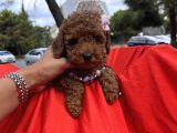 Toy Poodle Red Brown Safkan Yavrularımız