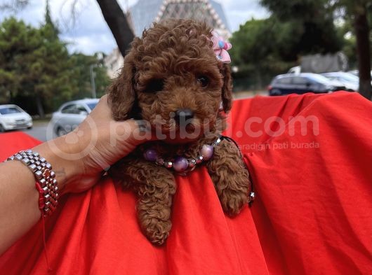 Toy Poodle Red Brown Safkan Yavrularımız görsel