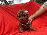 Toy Poodle Red Brown Safkan Yavrularımız