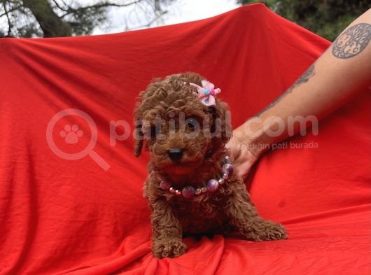 Toy Poodle Red Brown Safkan Yavrularımız görsel