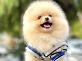Pomeranian Boo Teddy Bear Ayı Surat Yavrularımız