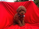 Red Brown Toy Poodle