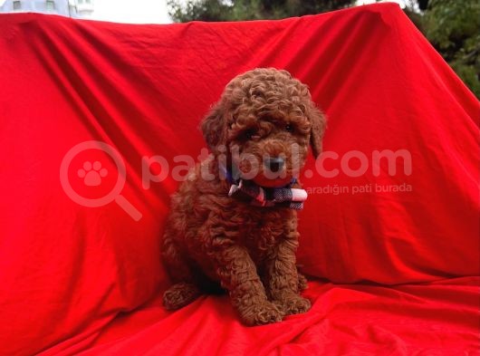 Red Brown Toy Poodle görsel