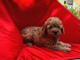 TOY POODLE YAVRULAR WC EĞİTİMLİ Microcip Li pasaportlu  