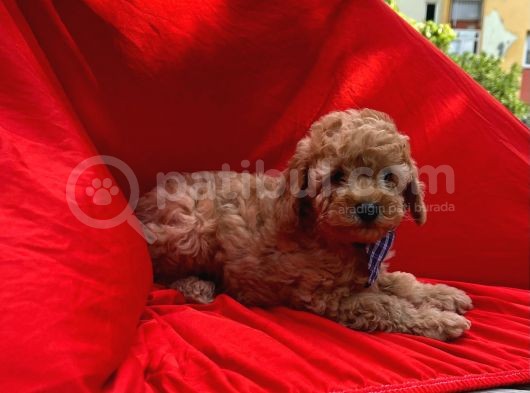 Toy Poodle Yavrular Wc Eği̇ti̇mli̇ Microcip Li Pasaportlu  