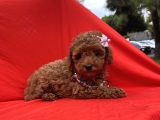 Toy Poodle Red Brown Safkan Yavrularımız