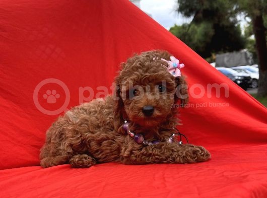 Toy Poodle Red Brown Safkan Yavrularımız görsel