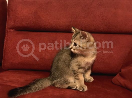 Black Golden Scottish Straight Erkek görsel