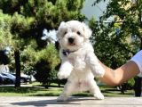 Maltese Terrier Mini Kar Beyaz Yavrularımız