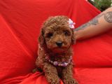 Toy Poodle Red Brown Safkan Yavrularımız