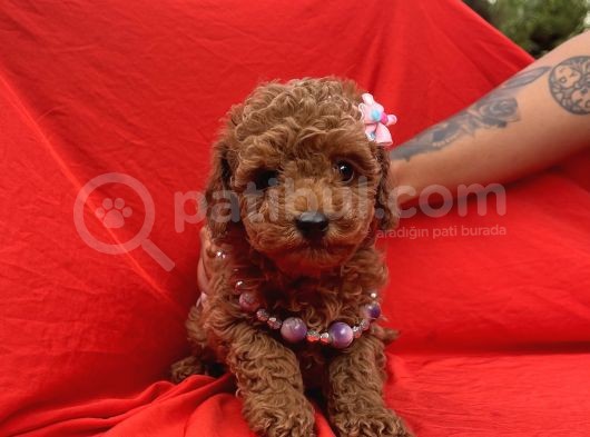 Toy Poodle Red Brown Safkan Yavrularımız görsel