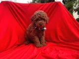 Red Brown Toy Poodle