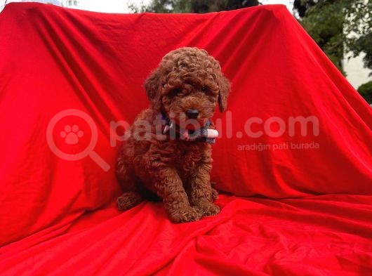 Red Brown Toy Poodle görsel
