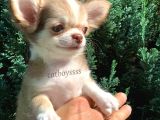 Muhteşem Kalite Longhair Chihuahua Erkek Yavrumuz