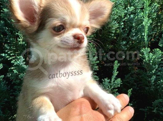 Muhteşem Kalite Longhair Chihuahua Erkek Yavrumuz