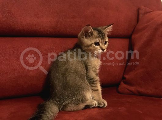 Black Golden Scottish Straight Erkek görsel