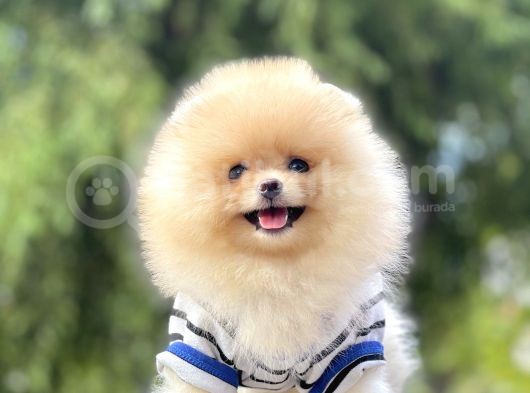 Pomeranian Boo Teddy Bear Ayı Surat Yavrularımız görsel
