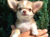 Muhteşem Kalite Longhair Chihuahua Erkek Yavrumuz