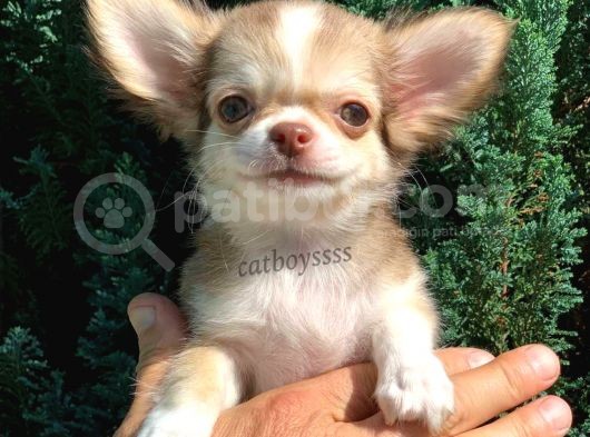 Muhteşem Kalite Longhair Chihuahua Erkek Yavrumuz görsel