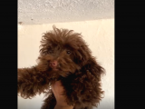 Erkek Toy poodle (4.5 aylık)