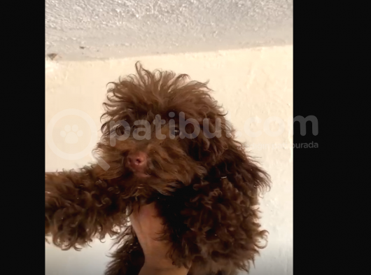 Erkek Toy Poodle (4.5 Aylık)