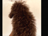 Erkek Toy Poodle (4.5 Aylık)
