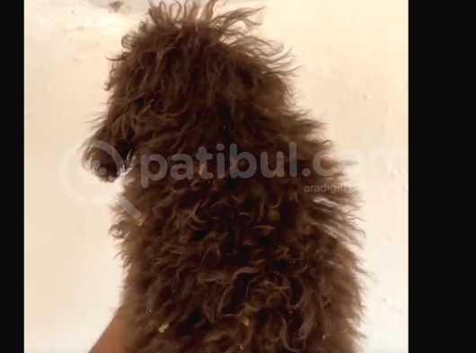 Erkek Toy Poodle (4.5 Aylık) görsel