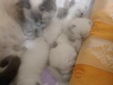 British Shorthair Blue Point Teslime Hazır