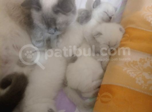 British Shorthair Blue Point Teslime Hazır görsel