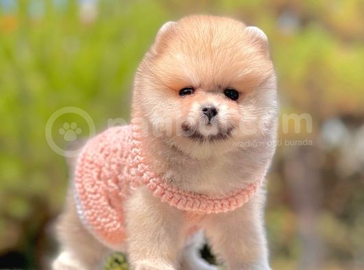 Show Class  Pomeranian  Boo ' Lar görsel