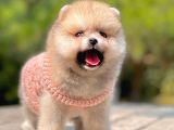 Show Class  Pomeranian  Boo ' Lar