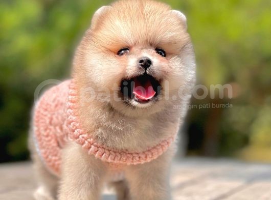 Show Class  Pomeranian  Boo ' Lar görsel