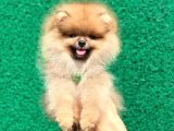 Show Class  Pomeranian  Boo ' Lar