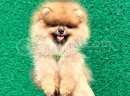Show Class  Pomeranian  Boo ' Lar görsel