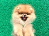 Show Class  Pomeranian  Boo ' Lar