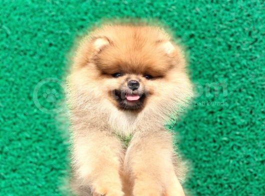 Show Class  Pomeranian  Boo ' Lar görsel