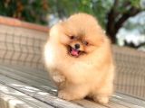 Show Class  Pomeranian  Boo ' Lar