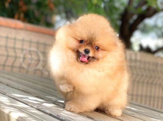 Show Class  Pomeranian  Boo ' Lar görsel