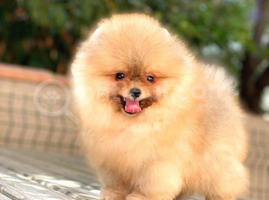 Show Class  Pomeranian  Boo ' Lar görsel